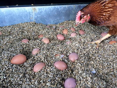 Bild 18 aus  Müritz-Hof Knust