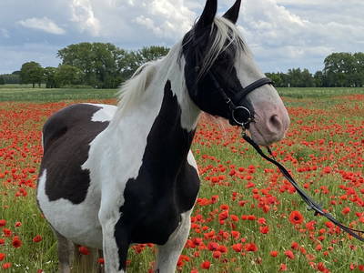 Bild 42 aus  Erlebnis-Bauernhof Kliewe auf der Insel Rügen