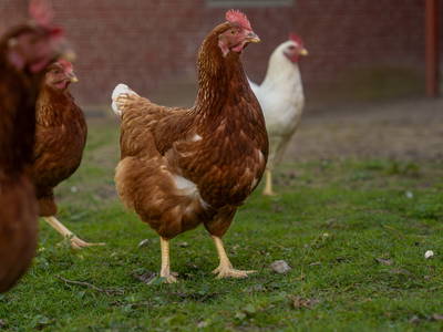 Bild 10 aus  Hof  Wesselmann