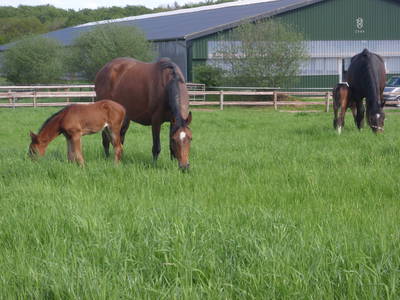 Bild 9 aus  Reiterhof Tramm