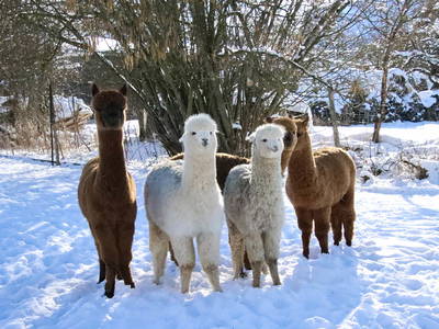 Bild 12 aus  Landhaus Paco