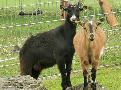 Bild 35 aus  Frankhof