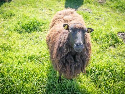 Bild 17 aus  LINDENHOF- BAUERNHOFURLAUB / OSTSEENÄHE