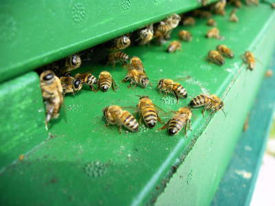 Bild 9 aus  Ferienhof Röhling