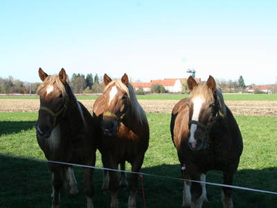 Toni, Piri und Bergfee
