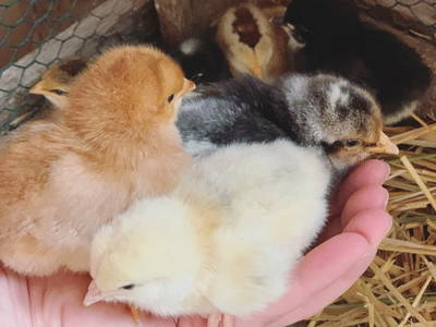 Bild 14 aus  Ferienhof Ritter im Harz