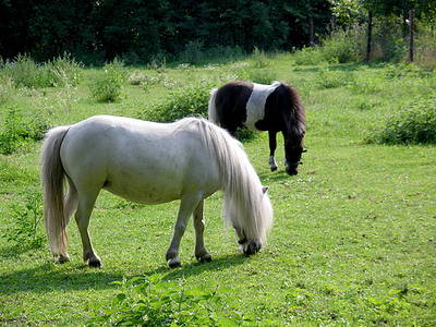 Bild 26 aus  Ferien & Freizeithof Meutstege