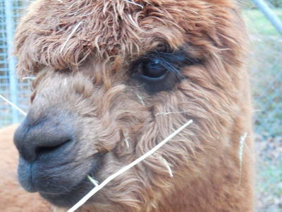 Bild 13 aus  Mainbaumhaus