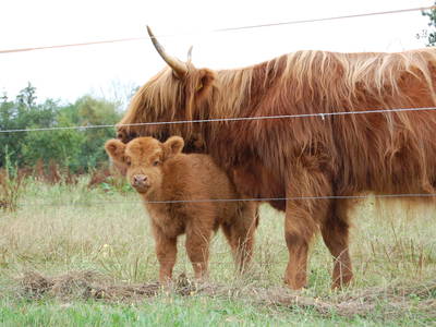 Bild 6 aus  Reiterhof Losse