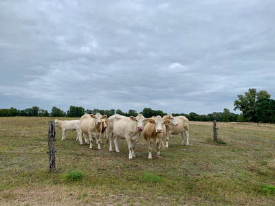 Bild 32 aus  Gut Pälitzhof