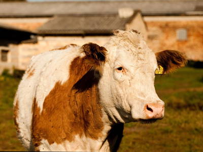 Die Limousinenrinder auf Gut Boltenhof