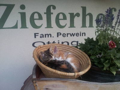 Bild 32 aus  Zieferhof