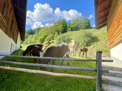 Bild 143 aus  Heisshof 