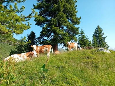 Bild 158 aus  Hoanz´nhof