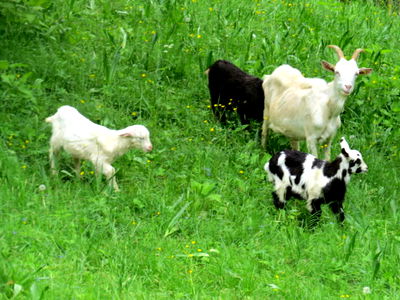 Bild 99 aus Arlitscherhof