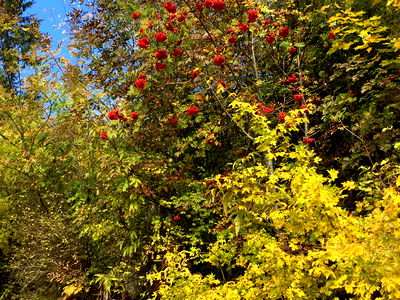 Bild 267 aus Arlitscherhof