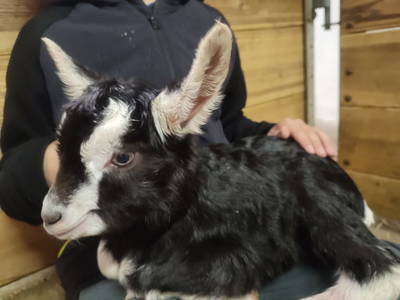 Bild 27 aus  Apartments Wiglhof