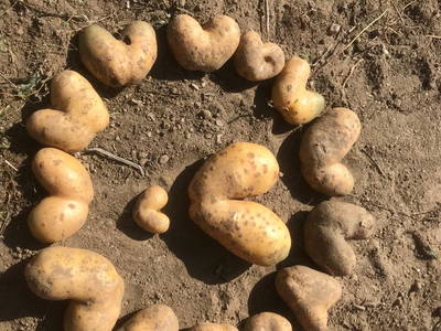 Bild 37 aus  Thomanhof