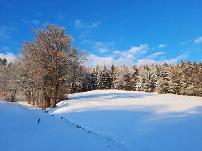 Bild 33 aus  Obergrünwaldgut