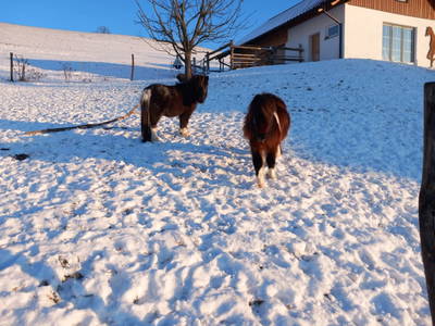 Bild 153 aus  Roiderhof am Irrsee