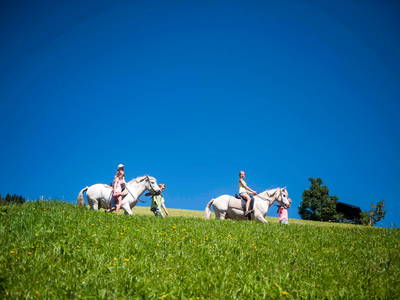 Bild 23 aus  Bio - Bauernhof Stadlleiten