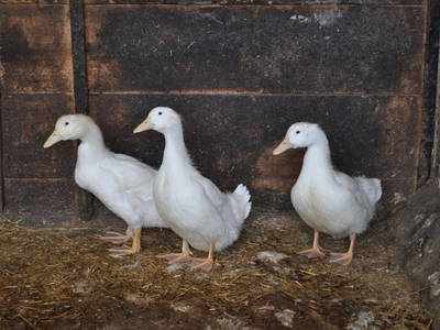 Bild 213 aus  Untererschbaum