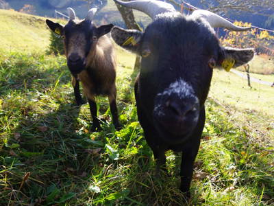 Bild 55 aus  Pfannreithof