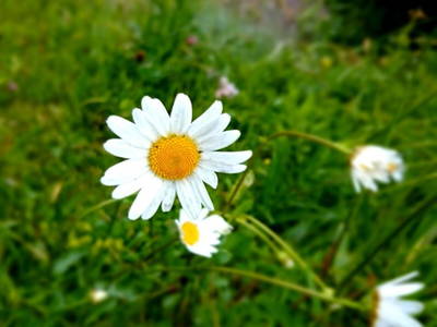 Bild 42 aus  Lichteben