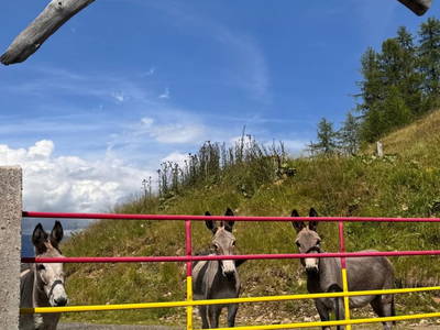 Bild 114 aus  Wallneralm