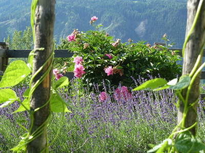 Bild 94 aus  Holzblockhütten am Koflerhof