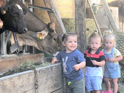 Bild 2 aus  Petritsch-Hof