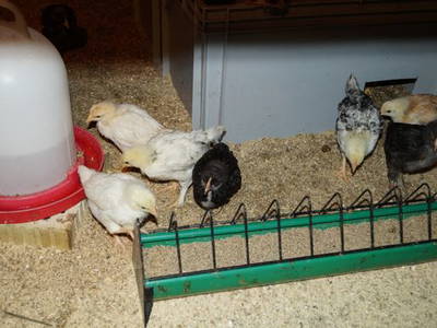 Bild 17 aus  Burgstallhof