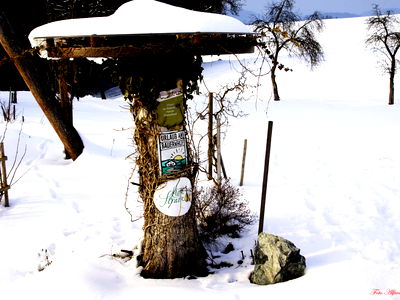 Bild 24 aus Bio-Bauernhof Haunschmid