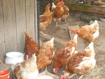 Bild 87 aus  Tobadillerhof Kinderbauernhof Pitztal Tirol