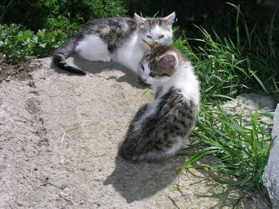 Bild 68 aus  Bacherhof