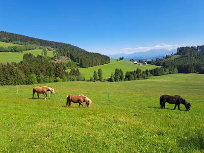 Bild 11 aus  Graglerhof