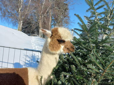 Bild 24 aus  Sweet Home Alpacas