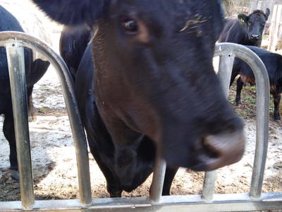 Bild 251 aus  Bräuhauser