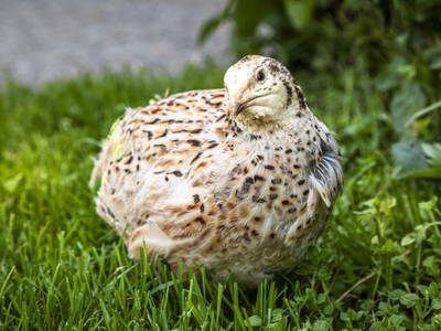 Bild 16 aus  Maierlehen