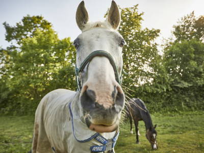 Bild 17 aus  Ferienhof Schmeling