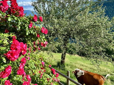 Bild 8 aus  Berghütte Reissnerhof