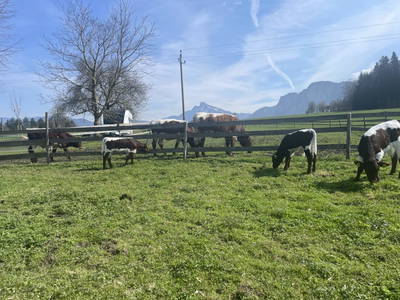 Unsere Kälber mit Bergpanorama