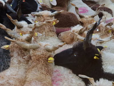 Bild 80 aus  Pöllitzgut