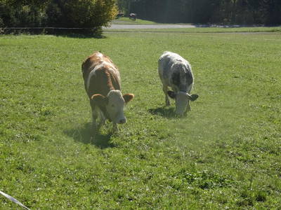 Bild 32 aus  Schwammerlhütte