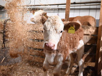 Bild 43 aus  Hinteregger