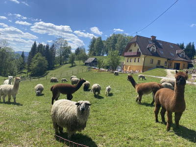 Bild 2 aus  Biohof Kroisleitner