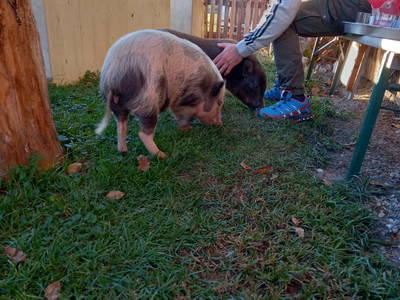 Bild 53 aus  Bio Chalet "Haus Wagner"