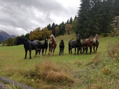 Bild 16 aus  Griesbauer - Familie Gehwolf