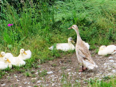 Bild 42 aus  Ferienwohnungen Bauernhof Schilcher