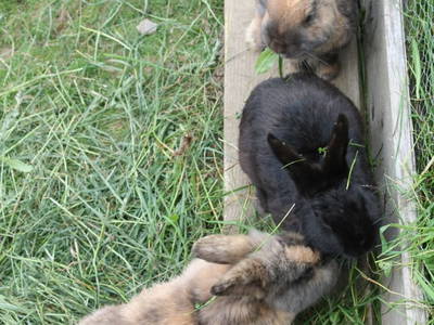 Bild 196 aus  Untererschbaum